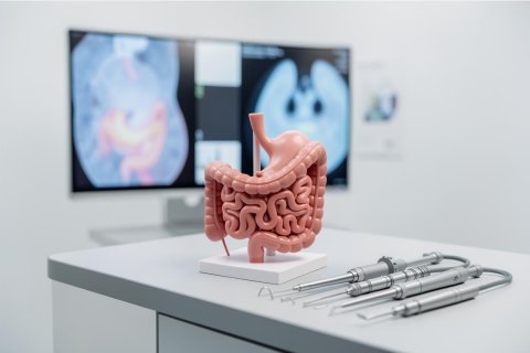 A detailed 3D anatomical model of the human digestive system, showing the stomach and intestines, sits on a white medical desk next to surgical instruments. In the blurred background, a computer monitor displays medical abdominal imaging scans. This professional clinical setting is ideal for gastroenterology, medical education, or surgical research, featuring bright, clean lighting.